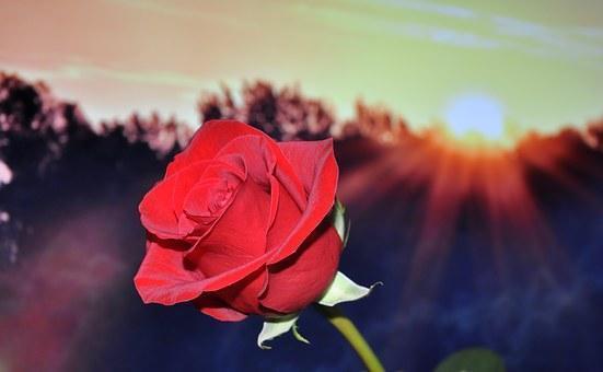 Eine Rose zum Frauentag